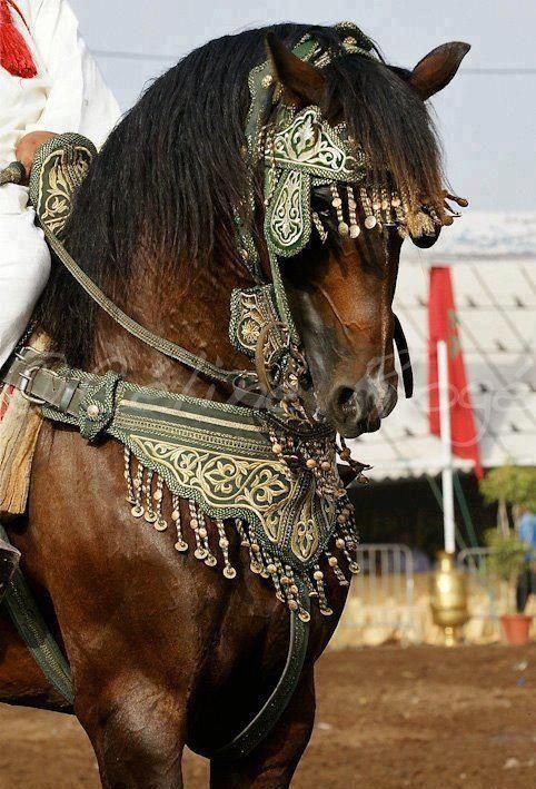 Horse Tack